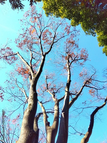 冬の公園の欅の枯れ木と常緑樹の楠