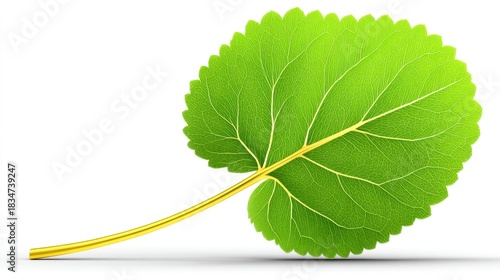 Detailed close up of a vibrant green leaf with visible veins and serrated edges against a white background