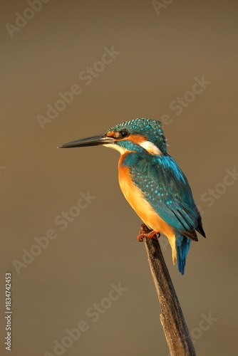 kingfisher on a branch
