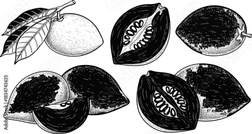 Black and White Sketch of Whole and Halved Fruits with Leaves