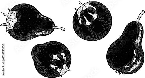 Black and White Sketch of Pears and Quince Fruit Illustration