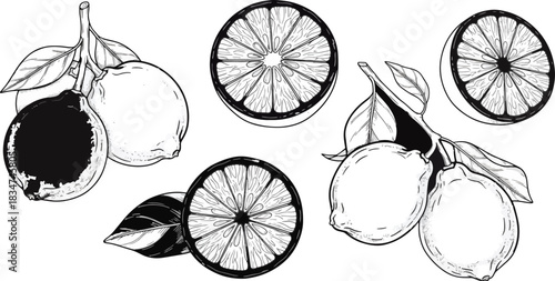 Lemon Fruit with Slices and Whole Lemons on White Background