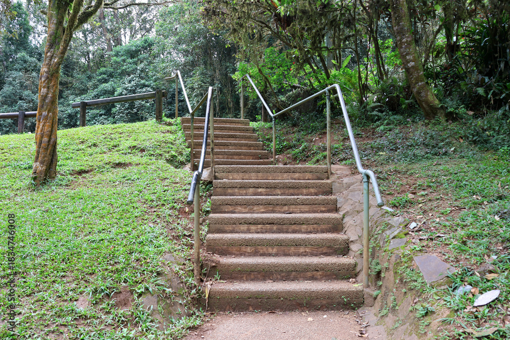 Fototapeta premium Concrete steps stairs going up a grassy hill amongst rainforest trees