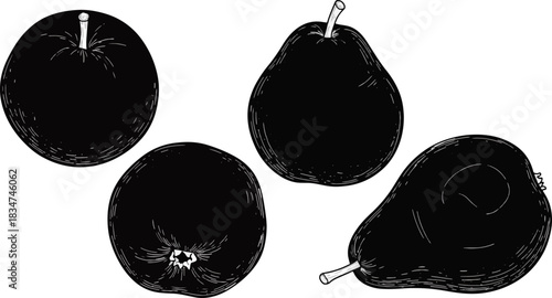Line Drawing of Pears and Apples on White Background