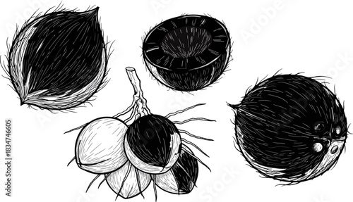 Black and White Sketch of Nut Fruit and Shells on White Background