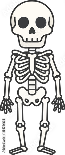 Cartoon fullbody human skeleton illustration with thick black outlines
