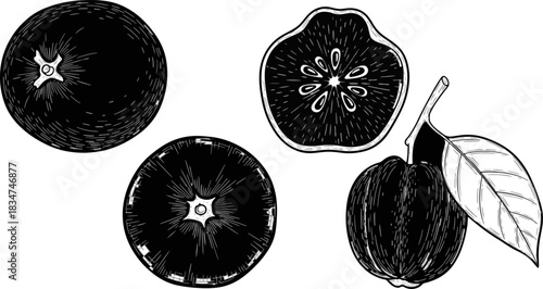 Black and White Line Drawing of Fresh Apples and Apple Half on White Background