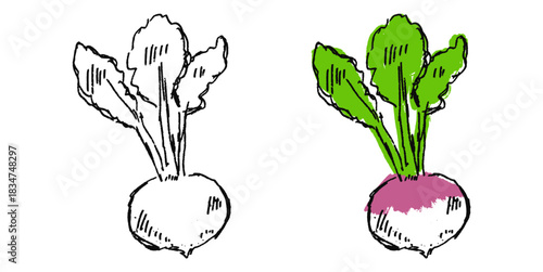 Grunge Sketch Handdrawn Turnip Vector Ideal for rough food, cooking, and expressive culinary graphics with a gritty texture. Symbolizes natural produce, root vegetable, and raw sketch style.