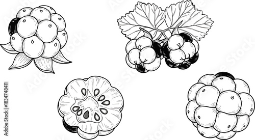 Black and White Sketch of Raspberries with Leaves and Half Slice