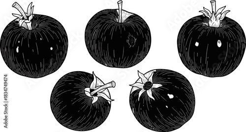 Black and White Illustration of Five Apples with Details