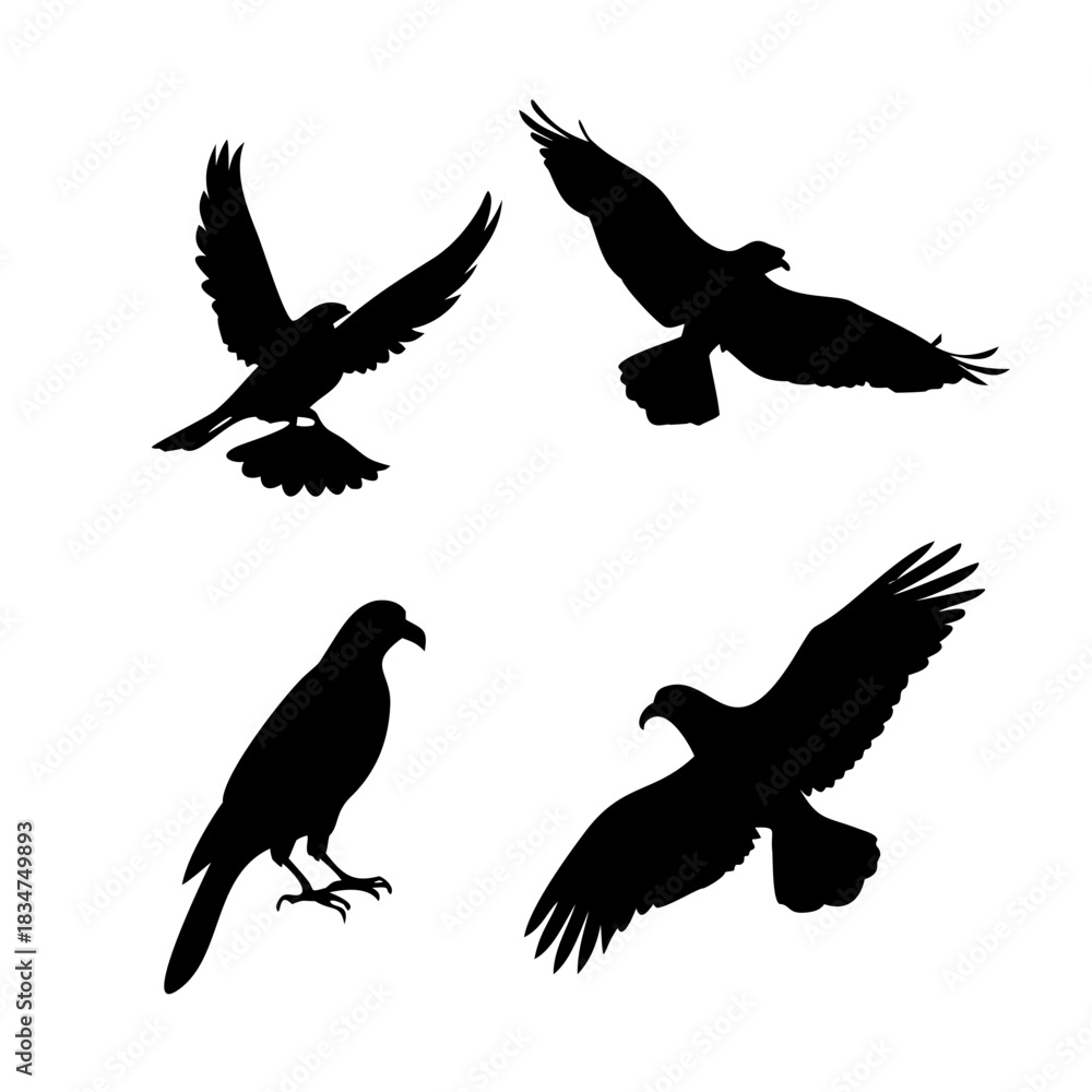 Fototapeta premium Four black bird silhouettes, eagles and hawks in various flying and standing poses. four