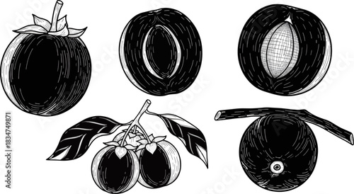 Black and White Illustration of Whole and Cut Fruits with Branch and Leaves