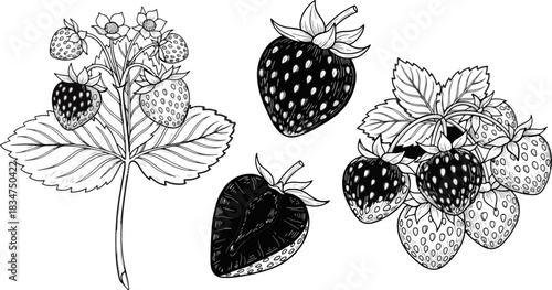 Black and White Strawberry Plant and Fruit Illustration for Botanical Design