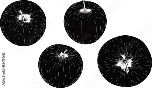 Line Drawing of Four Apples in Various Angles on White Background