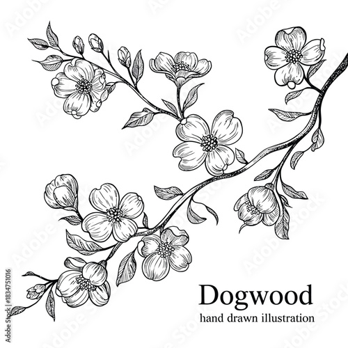 Detailed black and white illustration of dogwood blossoms on branches