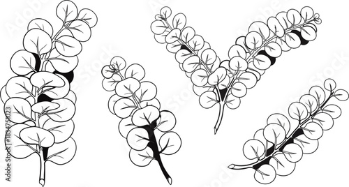 Line Art Illustration of Fern Leaves in Black and White Botanical Style