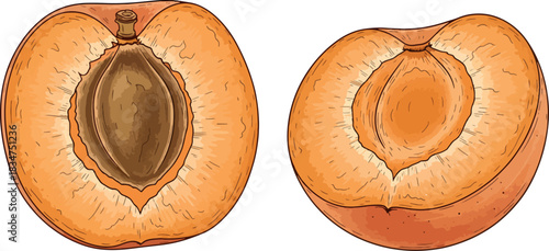 Illustration of Two Apricots with Halves Showing Seeds on White Background