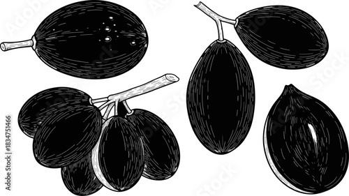 Black and White Illustration of Fruit with Seeds and Clusters