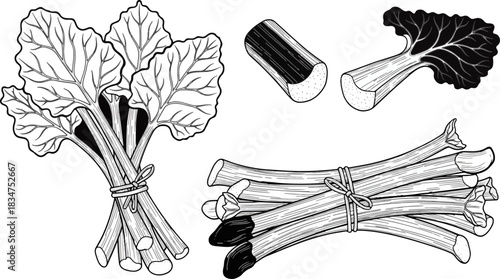 Black and White Illustration of Fresh Rhubarb Stalks and Leaves