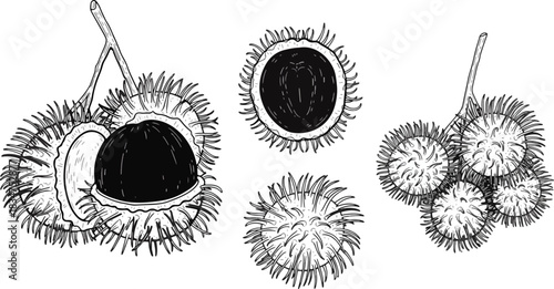 Illustration of Fresh Chestnut Fruits with Spiky Shells and One Shelled Chestnut