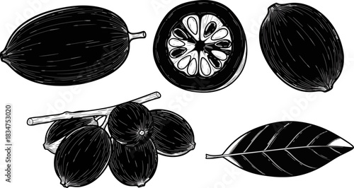 Black and White Hand-Drawn Illustration of Local Fruits and Leaf