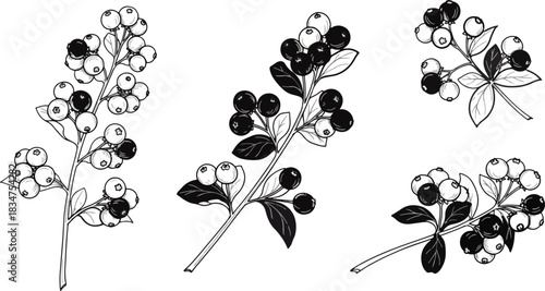 Black and White Botanical Illustration of Berry Branches with Leaves