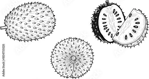 Illustration of Exotic Kiwifruits with Spiky Outer Skin and Juicy Interior