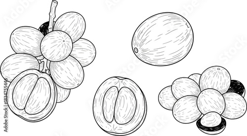 Black and White Illustration of Grapes and Fruit Halves for Food Design