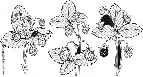 Strawberry Plants with Ripening Fruit in Garden Setting