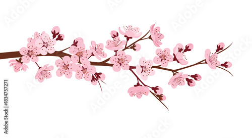Beautifully detailed branch of blooming pink cherry blossoms, a symbol of spring, isolated against a pristine white background.