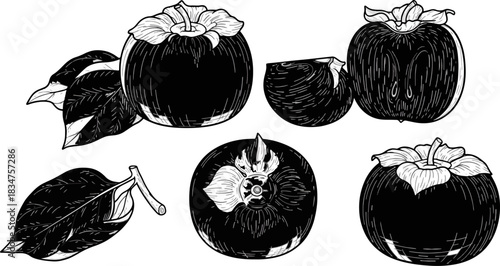 Black and White Apple Fruit Illustration with Leaves and Cross Section