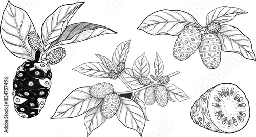 Black and White Botanical Illustration of Pineapple Plant with Leaves and Fruit
