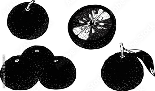 Black and White Line Drawing of Citrus Fruits Including Oranges and Lemon