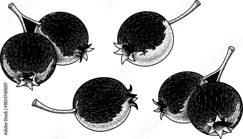 Black and White Illustration of Ripe Gooseberries with Stems on White Background