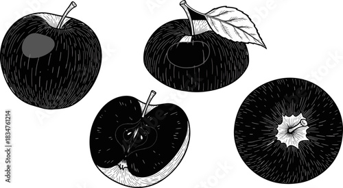Black and White Sketch of Apples with Leaves and Fruit Cross Section