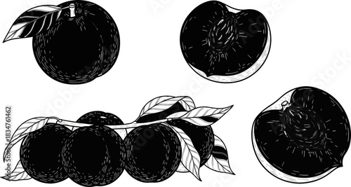 Black and White Illustration of Peach Fruits with Leaves for Coloring or Design