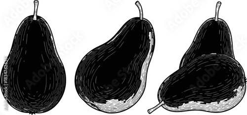 Line Drawing Pears Artistic Illustration in Black and White