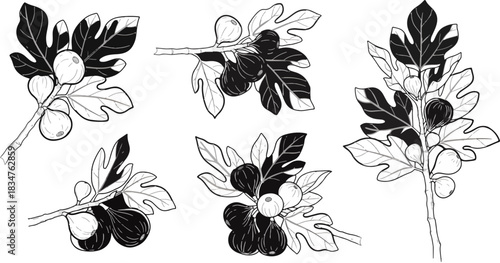 Black and White Botanical Illustration of Fig Tree Branches with Figs