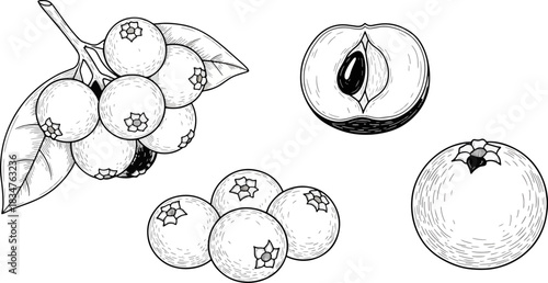 Black and White Illustration of Berry Cluster and Fruit Halves for Food and Botanical Design