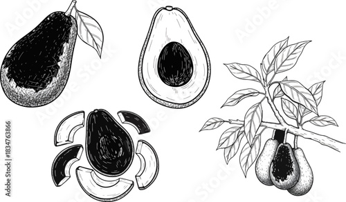 Black and White Illustration of Pears and Avocado in Botanical Style