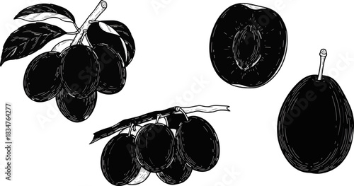 Black and White Sketch of Fresh Fruits Including Plum and Peach