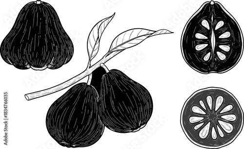 Black and White Illustration of Fresh Pears and Pear Halves on Branch
