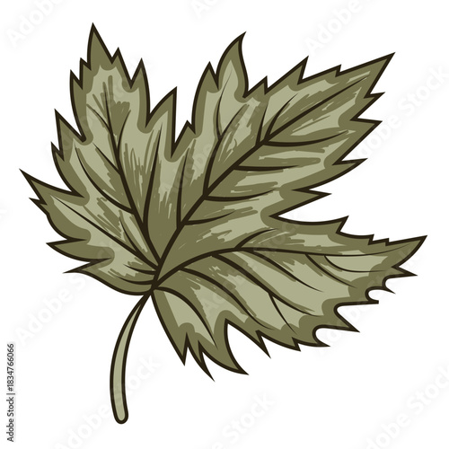 Stylized, muted green maple leaf illustration, useful for non-traditional fall, autumn, and Thanksgiving designs. Represents nature, foliage, and seasonal change.