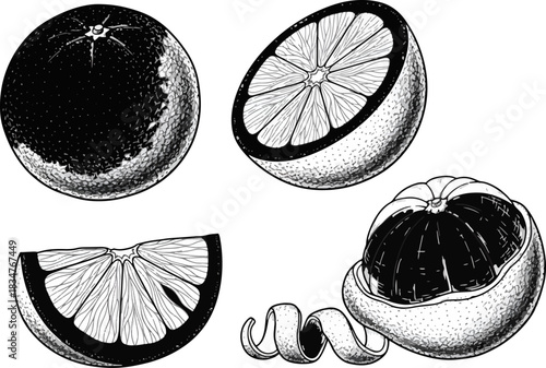 Black and White Sketch of Orange Fruits and Citrus Slices for Food Illustration
