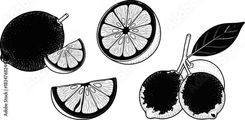 Lemon and Orange Fruits Sliced and Whole Fresh Citrus Fruits