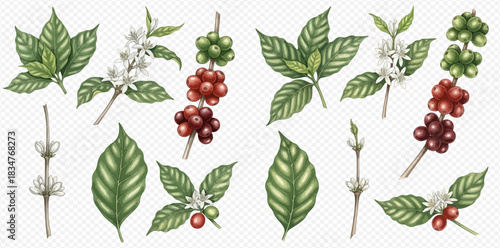 Detailed botanical illustration of coffee plant elements including green leaves, white blossoms, and ripening red and green coffee cherries.