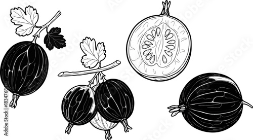 Black and White Illustration of Gooseberries with Leaves and Cross Section