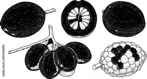Illustration of Fresh Fruits Including Lemon Mango Guava Lychee and Passion Fruit