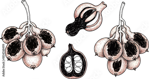 Illustration of Garlic Bulbs and Cloves on White Background