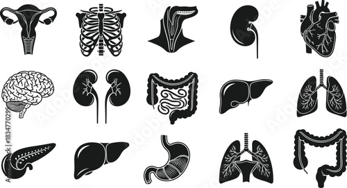 Detailed Human Internal Organs Silhouettes Set: Heart, Lungs, Kidneys, Stomach, Liver, Pancreas, and Intestines Line Art for Medical and Health Content